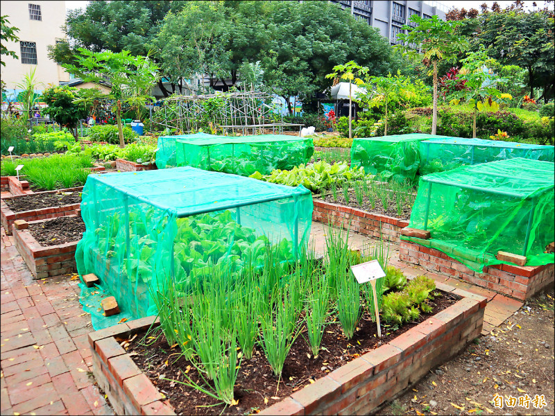 沙鹿興安社區在「綠光尋夢園」種各式蔬菜。（記者歐素美攝）