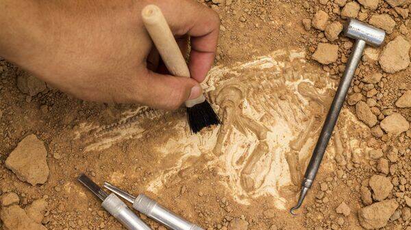 古生物学家在巴塔哥尼亚地区发现矮小新品种恐龙的化石。（图撷取自CONICET官网）(photo:LTN)
