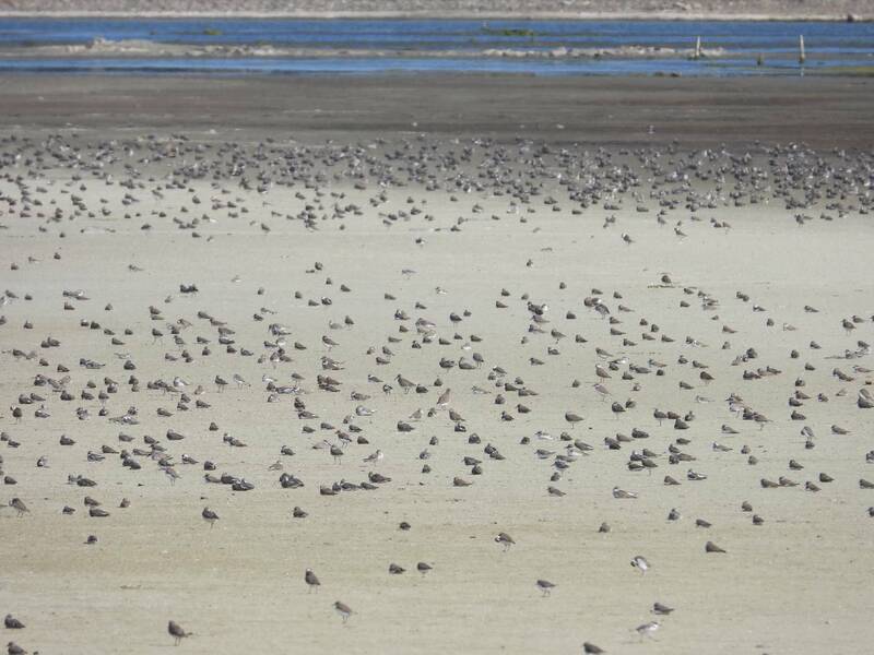 高雄市野鳥學會成員在嘉義縣布袋鹽田濕地拍到近5000隻黑腹濱鷸群飛畫面。（圖由高雄市野鳥學會提供）