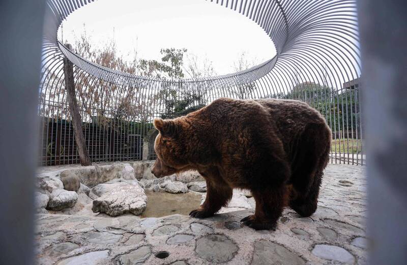 被关在阿尔巴尼亚一家餐厅笼子里20年的棕熊「马克」即将迎接新生活。（法新社）(photo:LTN)