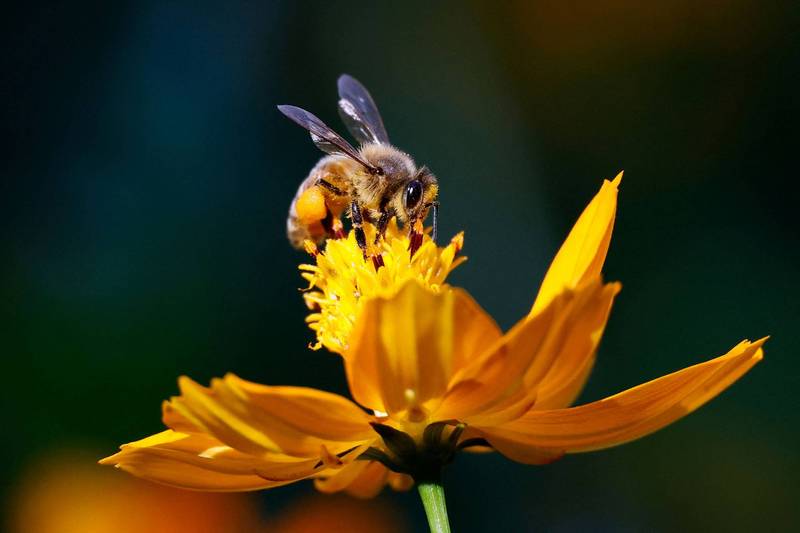 深信蜜蜂是祖先化身！男辦傳統儀式「跟蜂群溝通」慘遭螫死