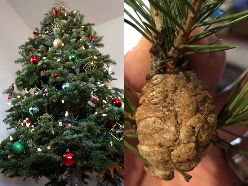 国外网友分享，在自己家中的耶诞树上发现两颗大型昆虫卵块。（耶诞树为美联社资料照、右图翻摄Daniel Reed脸书）(photo:LTN)