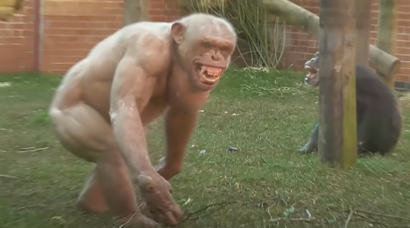 英国一间动物园内有着2只无毛黑猩猩，全身结实线条外露。（翻摄youtube）(photo:LTN)