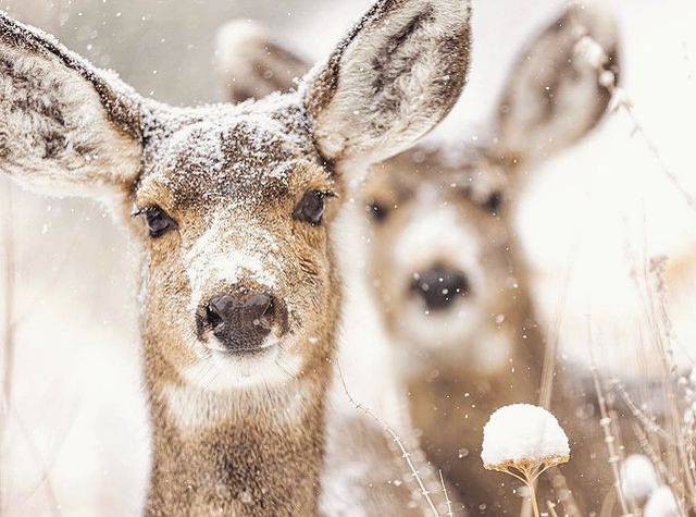 人間仙境！小鹿成群踏雪來訪 她家門前驚見天堂美景