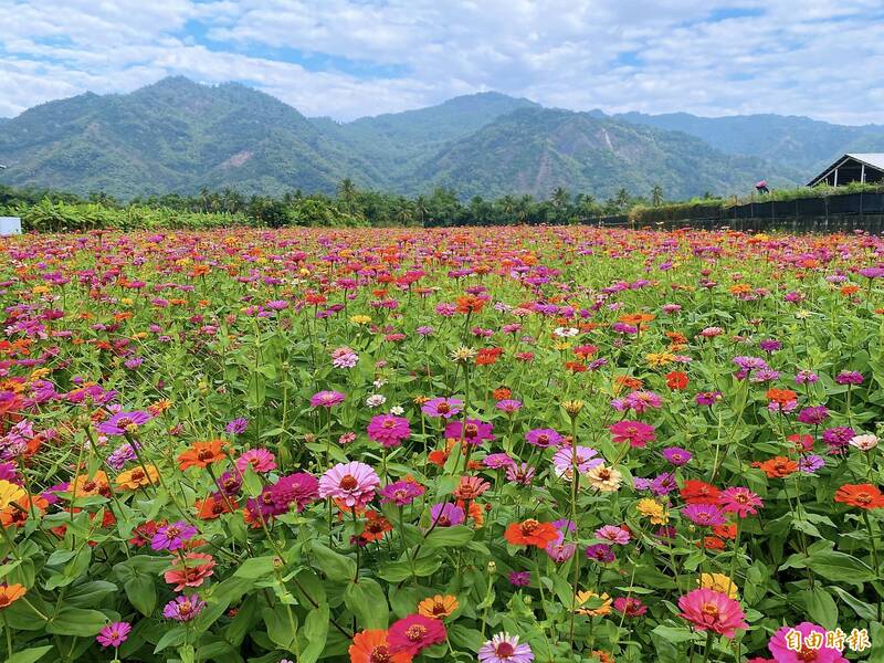 高雄市農業局推出彩繪大地，美濃、杉林區十大花海迎賓。（記者陳文嬋攝）