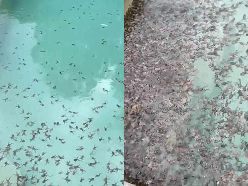 澳洲一对夫妇家中的游泳池在一阵暴雨过后，聚集了成千上万只青蛙及蝌蚪。（图撷取自推特）(photo:LTN)