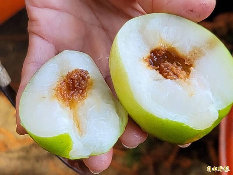 受蟲害的蜜棗外表完好，但剖開檢查已經腐爛長蟲。（記者佟振國攝）