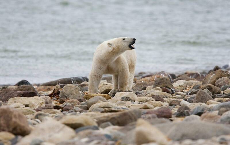 2010年8月一只北极熊在加拿大曼尼托巴省邱吉尔镇附近的哈德逊湾活动。（美联社档案照）(photo:LTN)