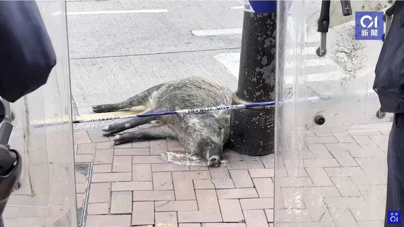 香港今日早上有只约1.5公尺长的野猪，从3楼的停车场「从天而降」摔落在马路上，尽管牠一度挣扎尝试站起来，最终仍不治死亡。（图撷自YouTube/@01official）(photo:LTN)