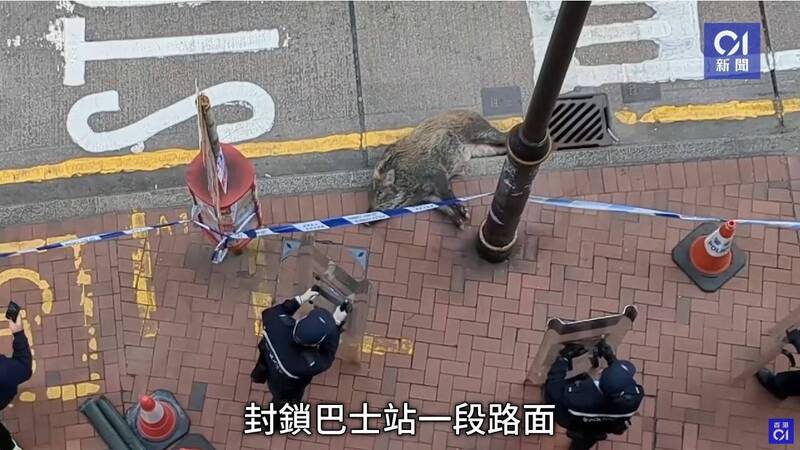 由于野猪体型较大，也不确定其攻击性，警方到场后，先是持盾戒备，并封锁四周路段。（图撷自YouTube/@01official）(photo:LTN)