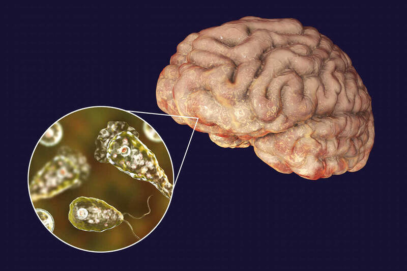 Can Brain Eating Amoeba Live In Water Heaters