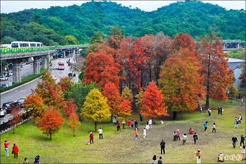 北市大湖公園的落羽松正值綠色轉變為黃紅繽紛色彩的觀賞期。（記者張嘉明攝）