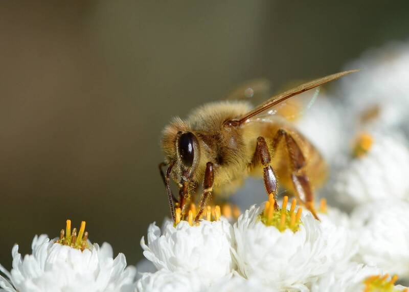 蜜蜂也要「打」疫苗！  美國批准全球首款蜜蜂疫苗抗惡疾