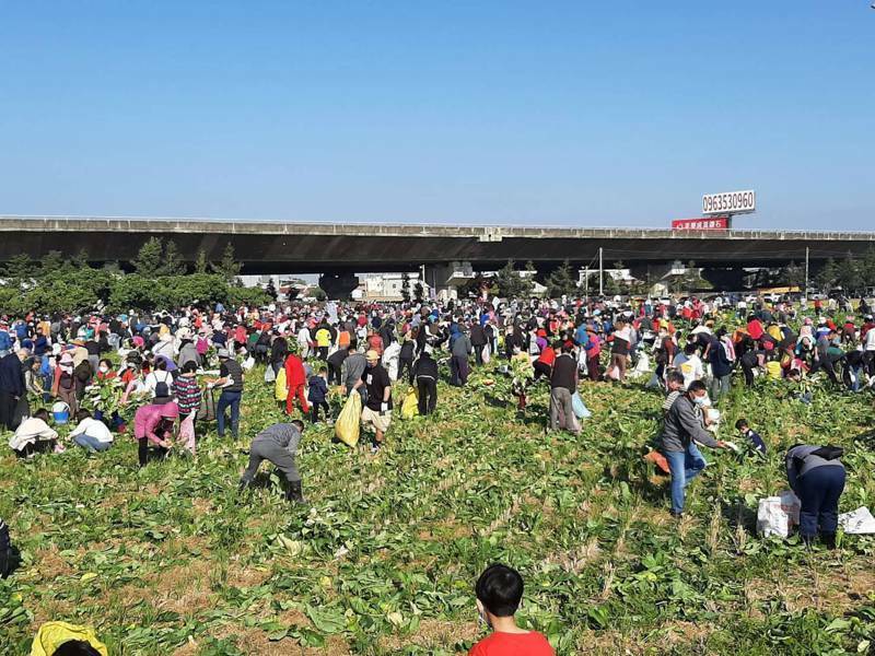 彰化縣芬園鄉拔蘿蔔活動今年邁入第3年，去年吸引滿滿的人潮，偌大的白玉蘿蔔田，很快拔得精光。（圖李進源提供）