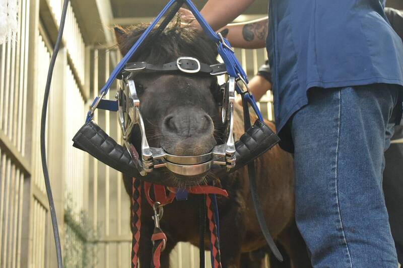 新竹市立動物園矮種馬也要定期看牙醫？動物園日昨請專業獸醫師操刀，各種工具樣樣來，一點不馬虎。（動物園提供）