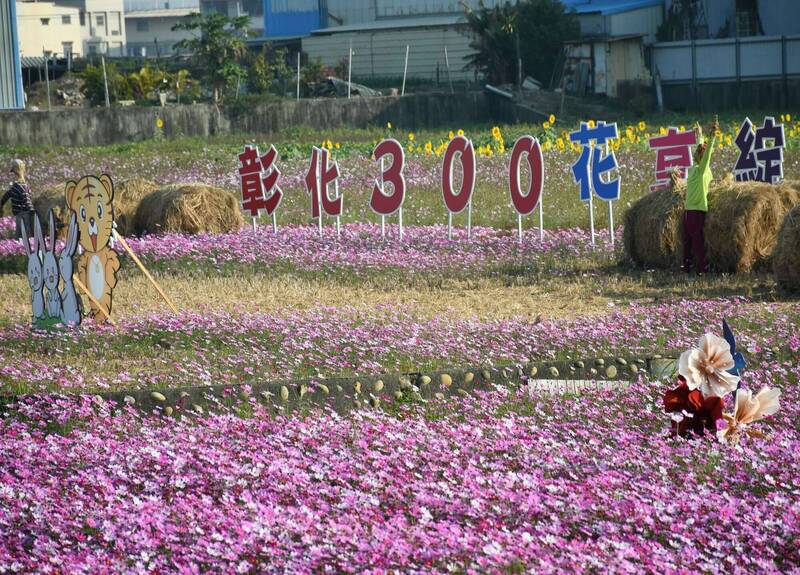 彰化300花享綻15公頃花海粉嫩嬌艷。（圖由彰化市公所提供）