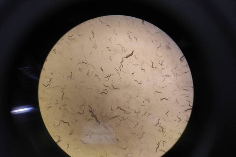 光学显微镜下的线虫。（阳明交大提供）(photo:LTN)