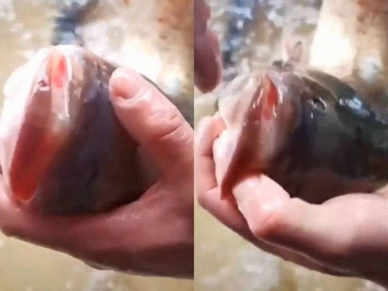 中國浙江女子撈魚捕到一條嘴巴完全閉合的鱅魚。（圖擷取自星視頻）