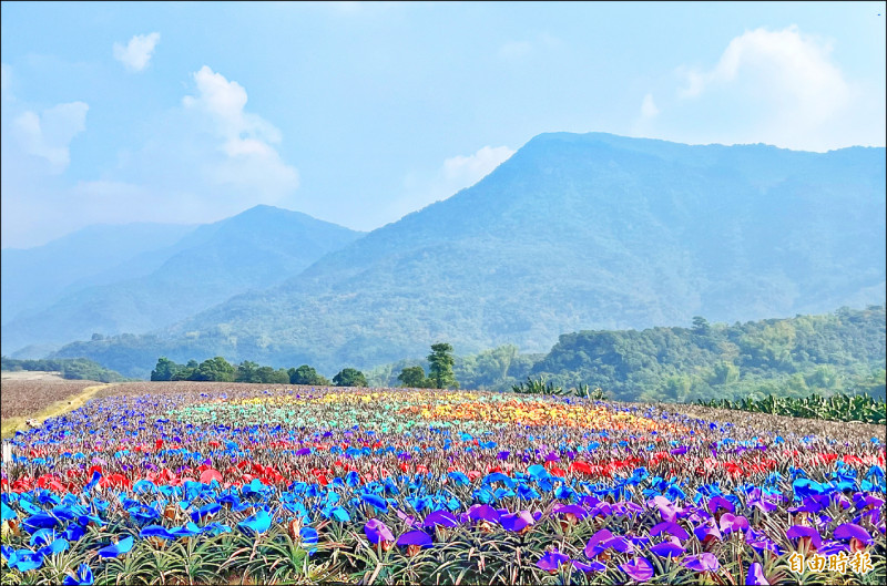 185雙層巴士北線沿山公路旁的鳳梨彩帽已經在施作中。（記者羅欣貞攝）