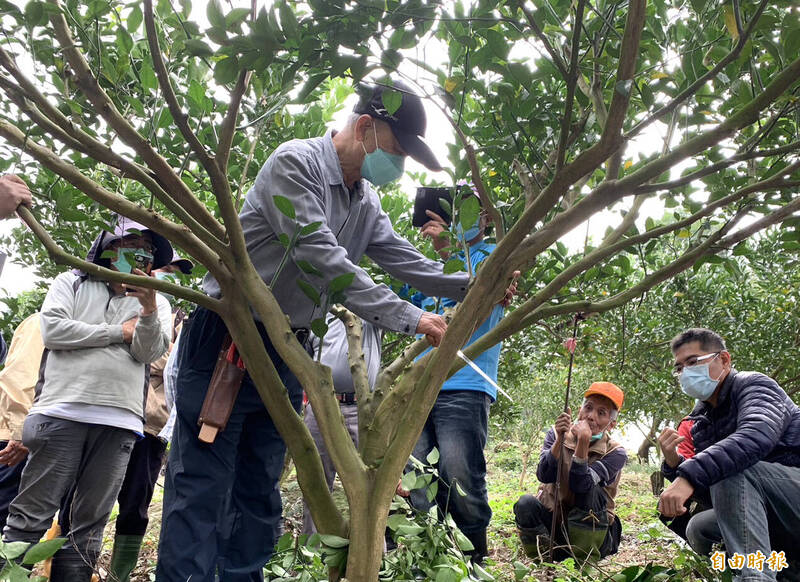 嘉義大學園藝學系名譽教授呂明雄（中）指導青皮椪柑果樹處理技術。（記者楊金城攝）