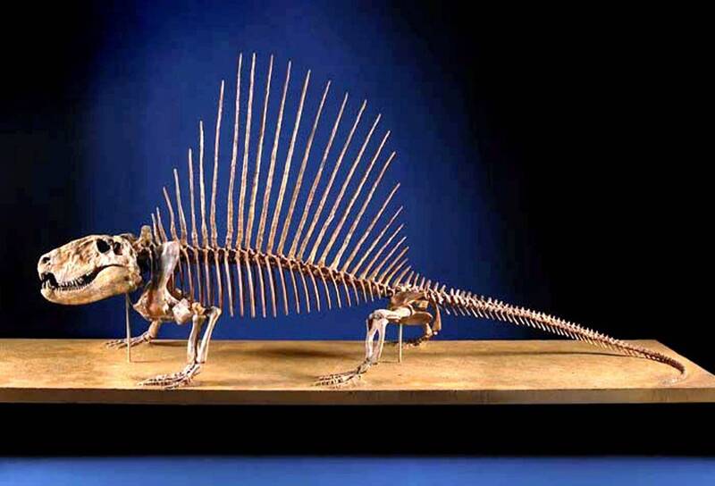 异齿龙为二叠纪最具代表性的生物之一。（路透）(photo:LTN)