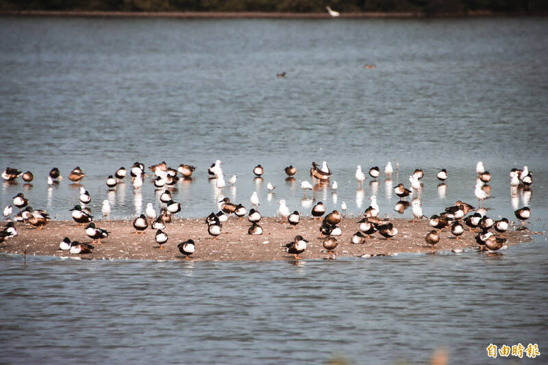 布袋濕地公園的鳥況極佳。（記者林宜樟攝）