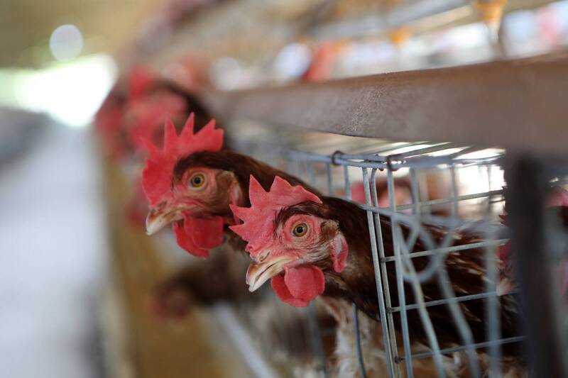日本大分县佐伯市传出疑似禽流感的消息，若证实为禽流感则为大分县2020年以来首次出现禽流感。示意图。（欧新社）(photo:LTN)