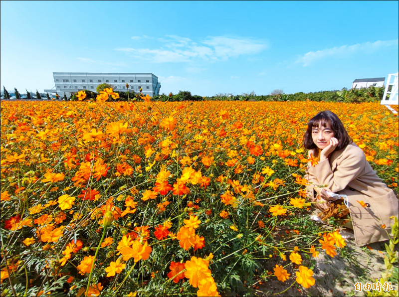 山上花海秘境黃波斯菊盛開，被形容有「橘色惡魔」般視覺效果，相當壯觀。（記者吳俊鋒攝）