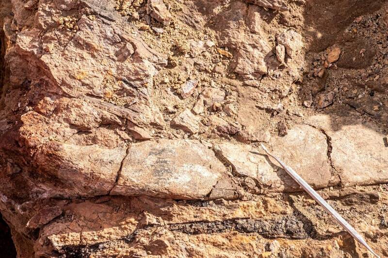 科學家正在智利巴塔哥尼亞地區開挖除了南極洲以外，地球紀錄中最南端的恐龍化石，包括在恐龍大規模滅絕之前，可能主導該地區食物鏈的大盜龍（megaraptor）的化石。（路透）