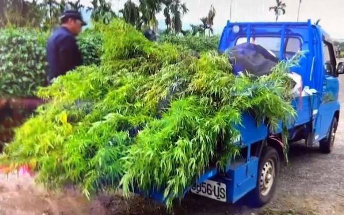 南投縣警察局竹山分局破獲非法種植大麻案，被查扣的「火麻」株還比貨車的車體長，巨大程度可見一斑。（圖由竹山分局提供）