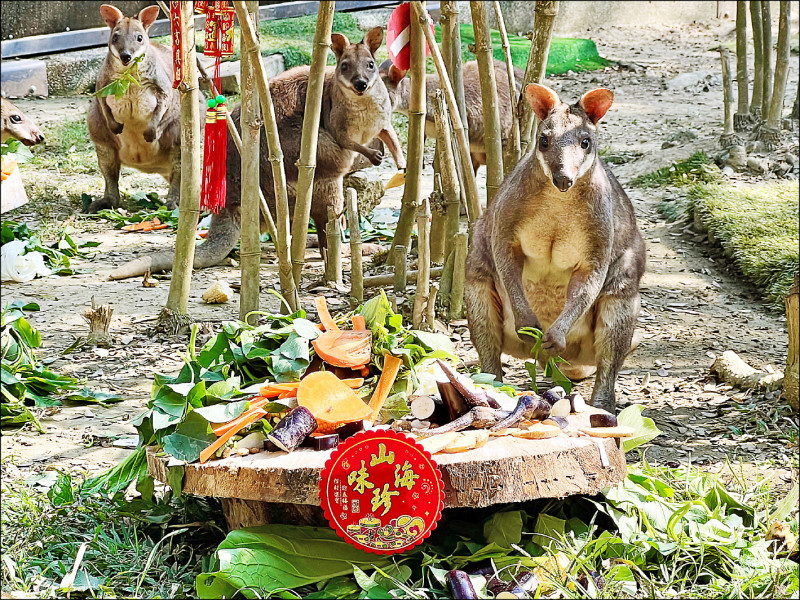 壽山動物園沼林袋鼠媽媽和袋子裡的小袋鼠，準備享用圍爐宴豐盛蔬果。（高市觀光局提供）