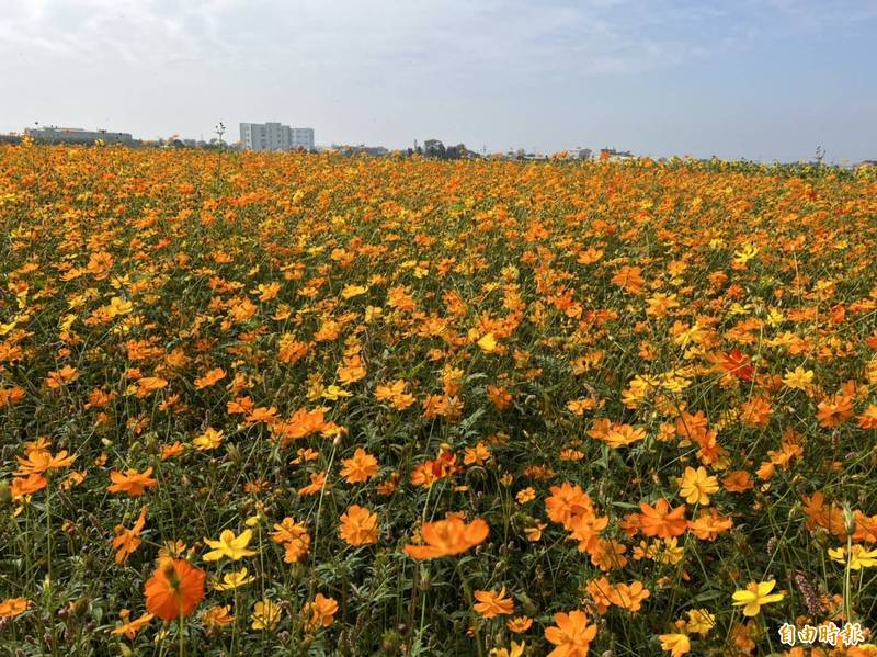 莿桐花海向日葵、五顏六色波斯菊面盛開。（記者黃淑莉攝）