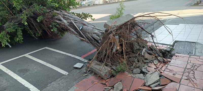 崇德路路樹倒塌。（中市消防局提供）