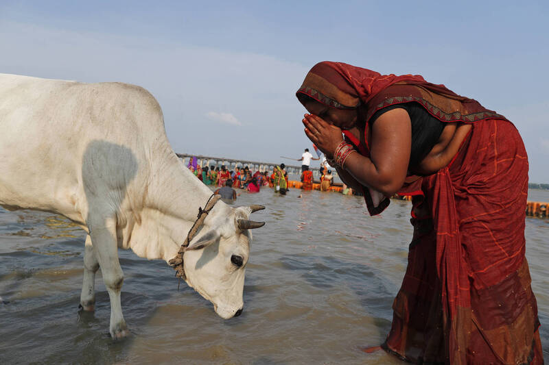 印度人认为牛是神圣的动物。而印度一名法官去年11月审理案件时更吹嘘「喝牛尿可以治百病」。示意图。（美联社）(photo:LTN)
