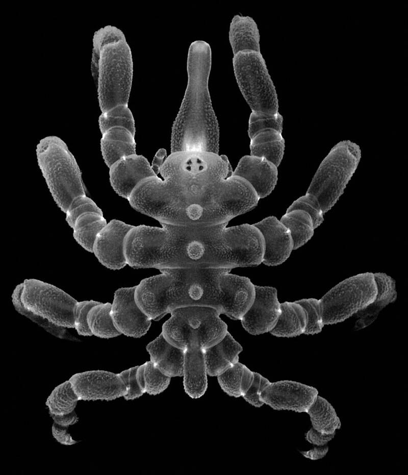 23日在美国国家科学院报发表的报告显示海蜘蛛有惊人再生能力。（法新社）(photo:LTN)