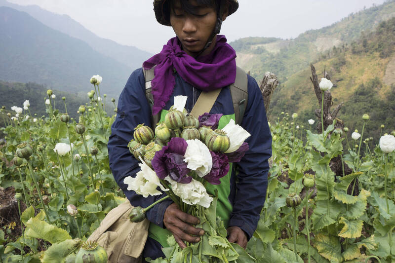 近日聯合國報告指出，緬甸的鴉片產量近年急劇增加，達到9年以來最高，主因是受該國經濟不景氣、政變動盪與全球鴉片價格上漲等因素造成。（美聯社）