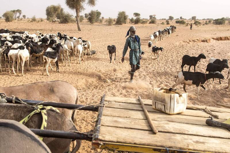 富拉尼族（Fulani）牧人将牛只从贝努埃州送往那萨拉瓦州的途中发生了爆炸。示意图。（法新社）(photo:LTN)