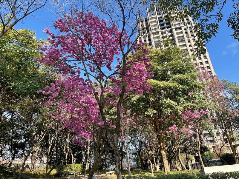 台中南屯區豐樂公園紫紅色系風鈴木近日盛開，非常適合賞花、拍照。（記者陳建志翻攝）