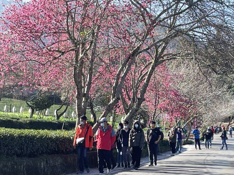 信義鄉草坪頭櫻花季，目前山櫻花、李花盛開。（草坪頭觀光茶園提供）