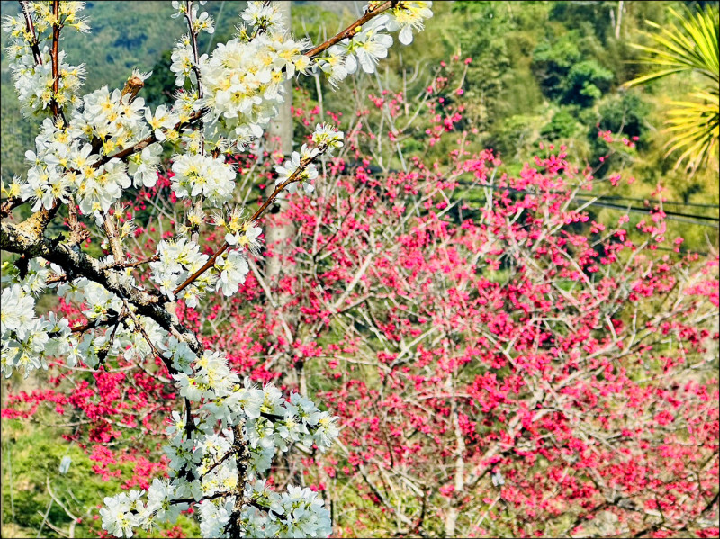 春天百花齊開，嘉義縣縣道一六六線竹崎鄉金獅、梅山鄉瑞里段的黃甘李正盛開，花序宛若白雪沾滿枝頭，相當漂亮，其中瑞里村科仔林的觀光果園，滿山遍野的白色李花最為吸 睛；而一六六線沿途可見緋寒櫻綻開，櫻花、李花同框，紅白爭豔，美不勝收。
（圖文：記者蔡宗勳）