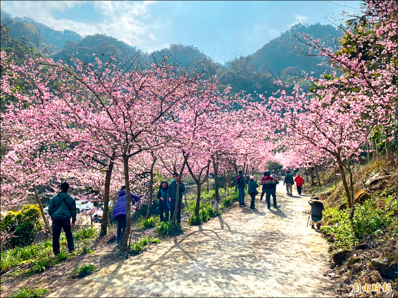 《雲林》草嶺櫻花季登場 「青山坪」花況最佳 - 雲林縣 - 自由時報電子報