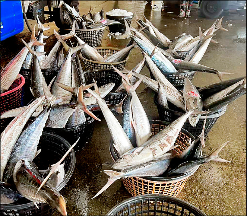 澎湖土魠因捕獲數量銳減，價格一再翻高，但卻不敵快遞運輸驟停導致價格下降，民眾搶便宜要快。（再裕商行提供）