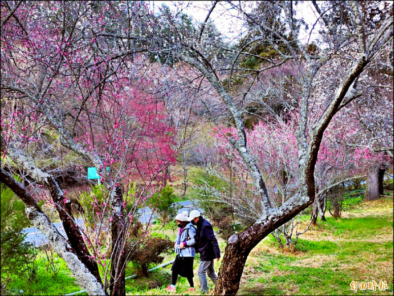 武陵農場櫻花季於7日登場，二月初遊客可欣賞到櫻花與梅花同框美景。（記者張軒哲攝）