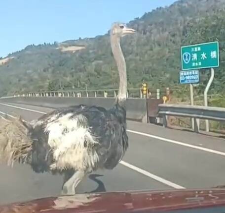 宜蘭縣大同鄉清水橋出現2公尺高的鴕鳥逛馬路，被目擊者形容「跟車比賽的鴕鳥」。（圖擷取自「記者爆料網」）