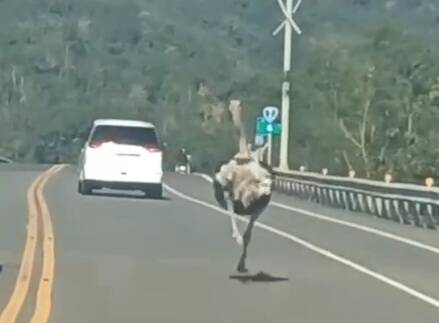 大同鄉清水橋昨天下午出現鴕鳥狂奔，險象環生。（圖擷取自「記者爆料網」）