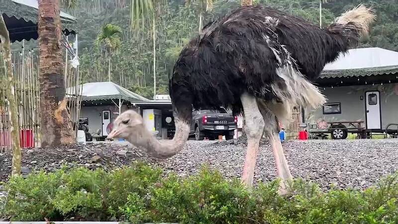 農場主人想為鴕鳥「乖乖」找個老婆。（圖由民眾提供）