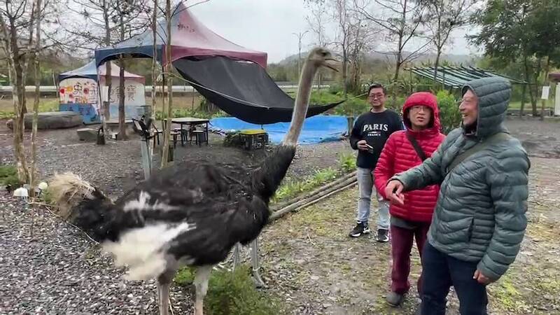 逛馬路的鴕鳥約1歲半，被暱稱「乖乖」。（圖由民眾提供）