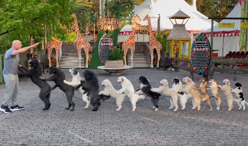 德国一名男子让14只狗同时跳康加舞（conga），创下了新的金氏世界纪录。（图撷取自@GWR推特）(photo:LTN)