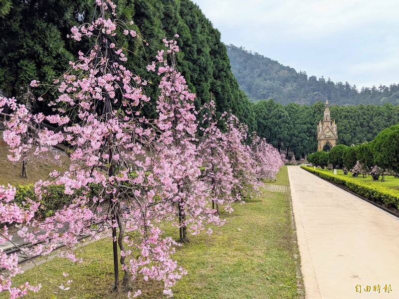 九族文化村櫻花祭將於2月6日開跑，目前歐式花園的粉紅色枝垂櫻已滿開。（記者劉濱銓攝）