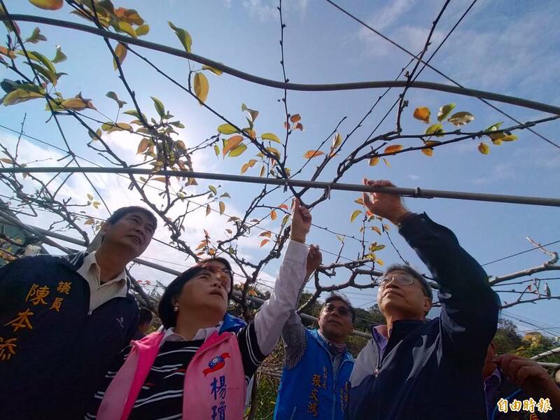 農委會副主委陳駿季（右）至后里梨園會勘災損。（記者張軒哲攝）